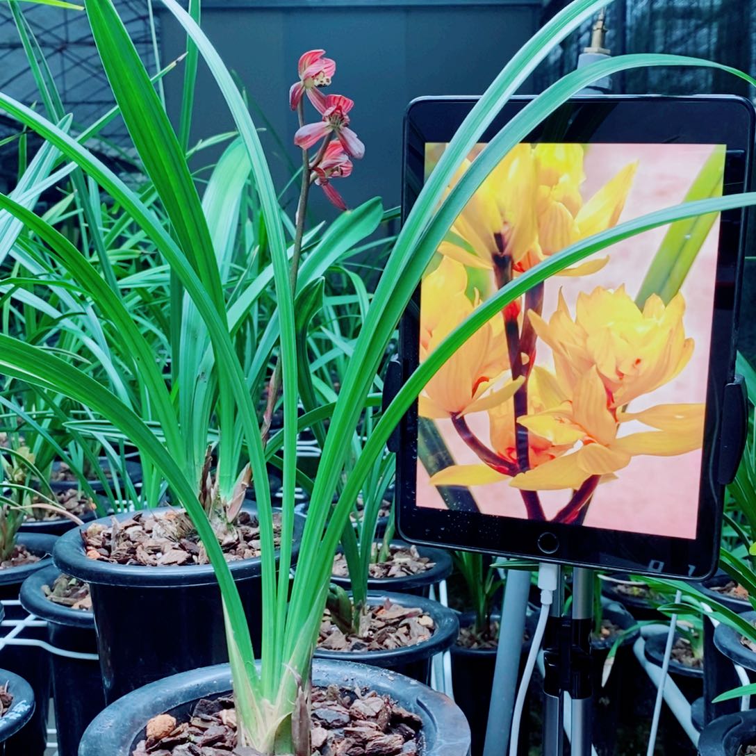 大部分花苞少量开放