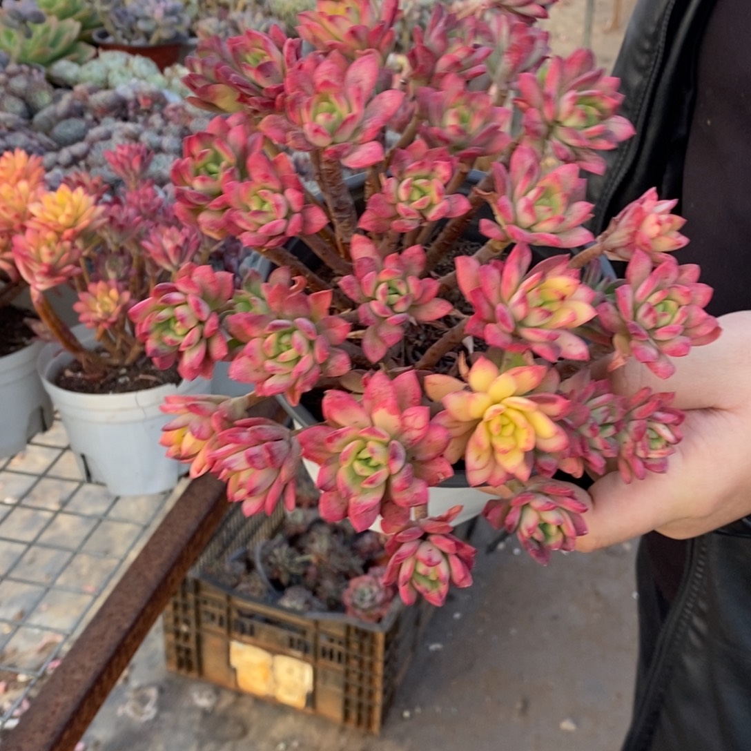 小叮当锦整桩无砍大盆