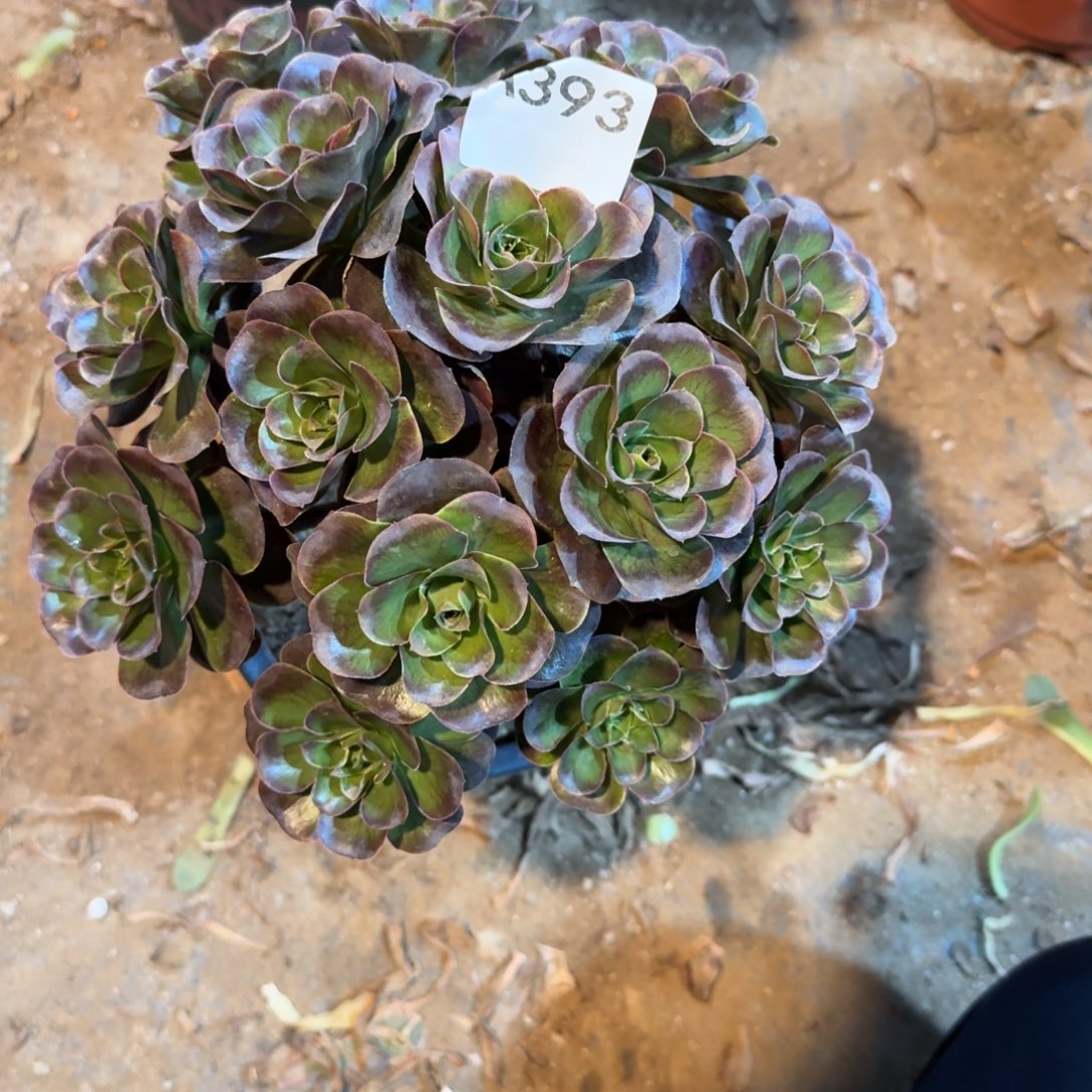 茉***柠魅金玫瑰一物一拍393