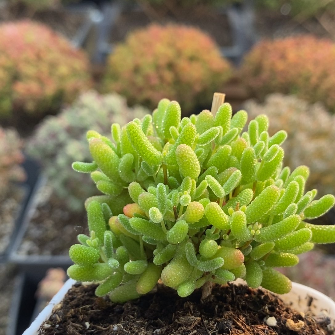 蜜橘糖球7414枝干番杏