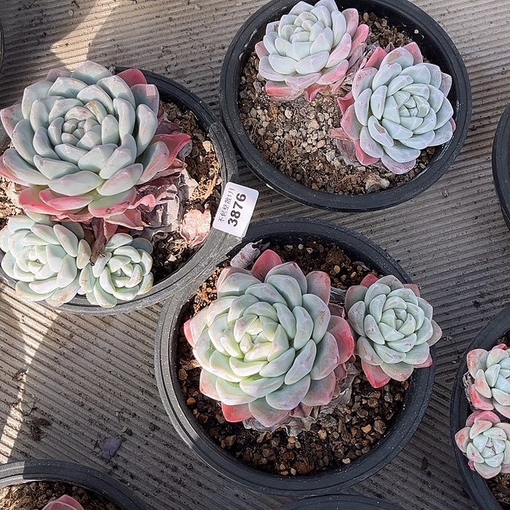 海***容阿雅园艺。      3876