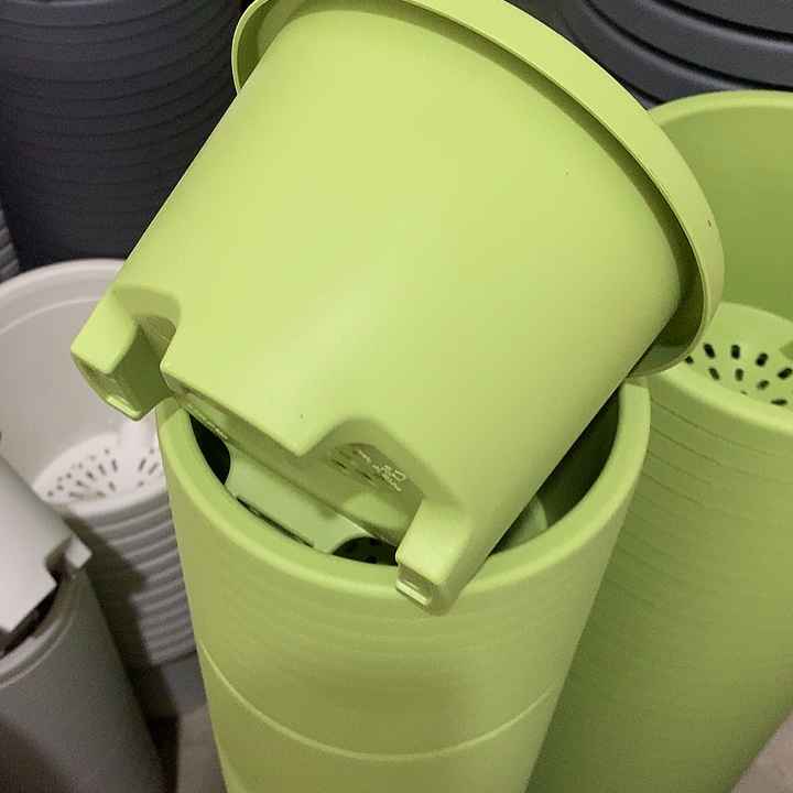 球根口17高12果绿5个