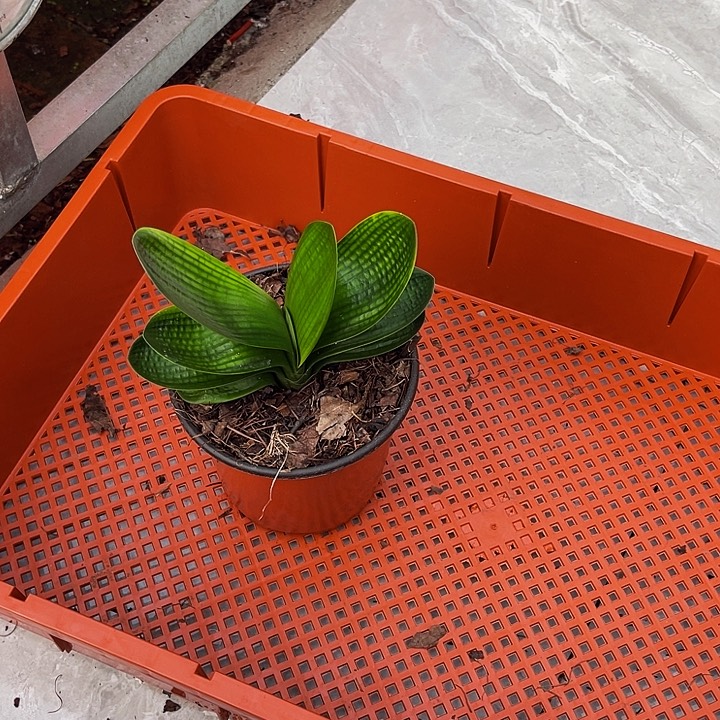 完全开放浅体娃娃