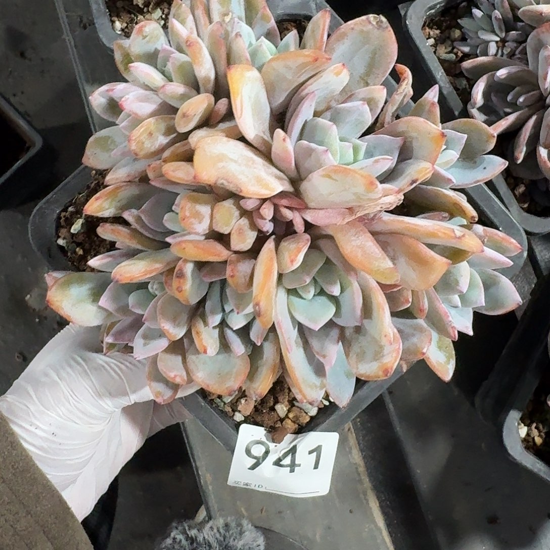 #941 多肉售后范围：签收起7天内