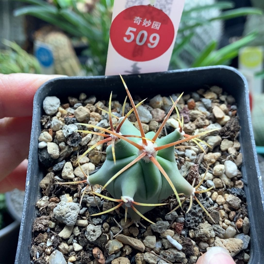 实生花刺春楼一颗仙人球