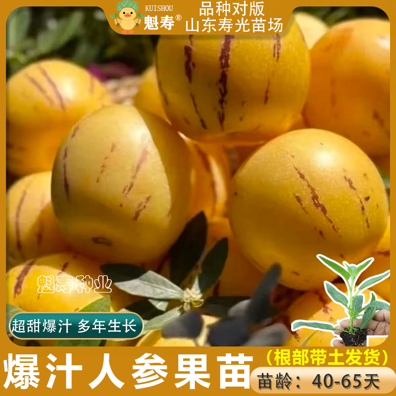 人参果苗子黄心高产人参果四季播种农家盆栽庭院菜园特色水果蔬菜