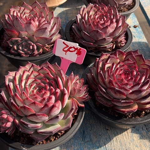 24拉糖带盆一个多肉