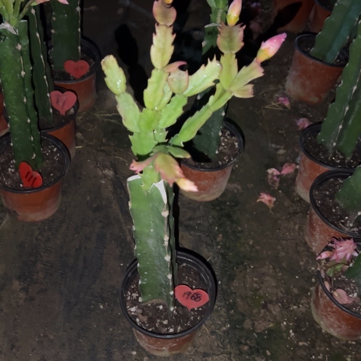 升***机当前无花栽培后可以开花067  1968