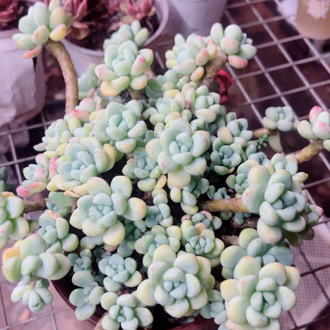 劳尔整装整群老桩