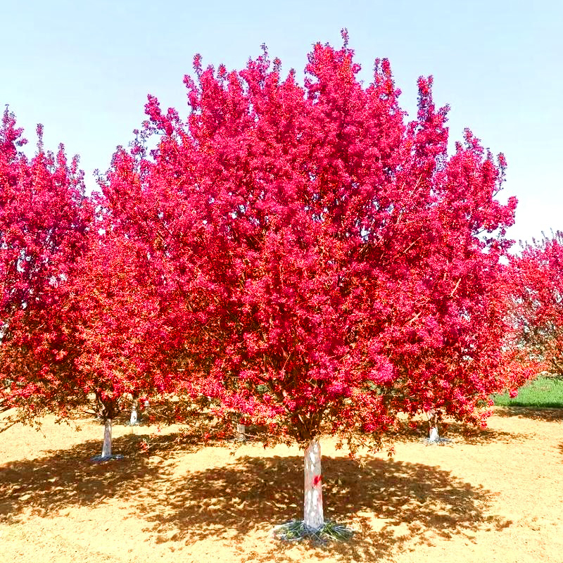 海棠树北美海棠绚丽海棠西府海棠垂丝海棠花树苗庭院地栽工程绿化