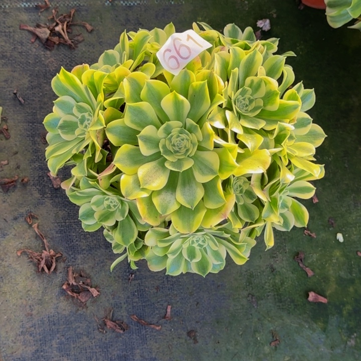 憨***哥无花朵00000000661绿豆沙