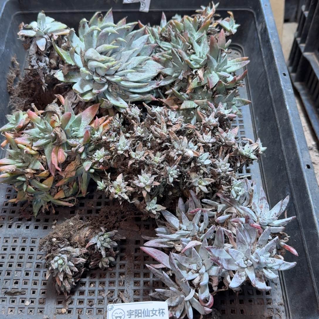 2240瑕疵框拍不售后