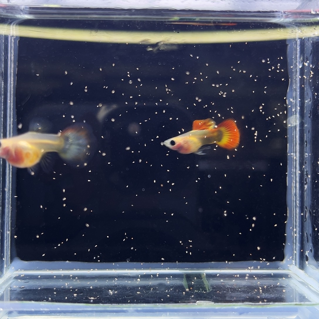 孔雀鱼22皇家落日深色