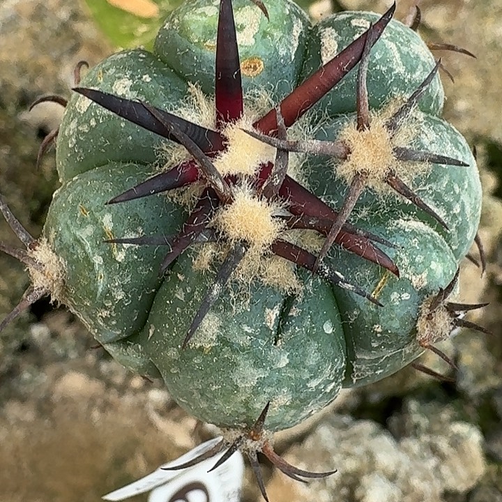 无花朵黑刺花王759
