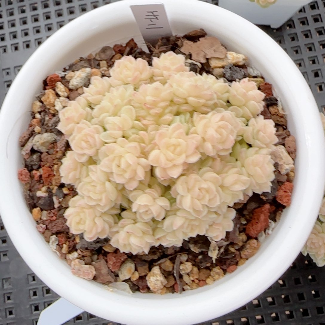 东**卿【闪购商品】0127-155（ht-11）