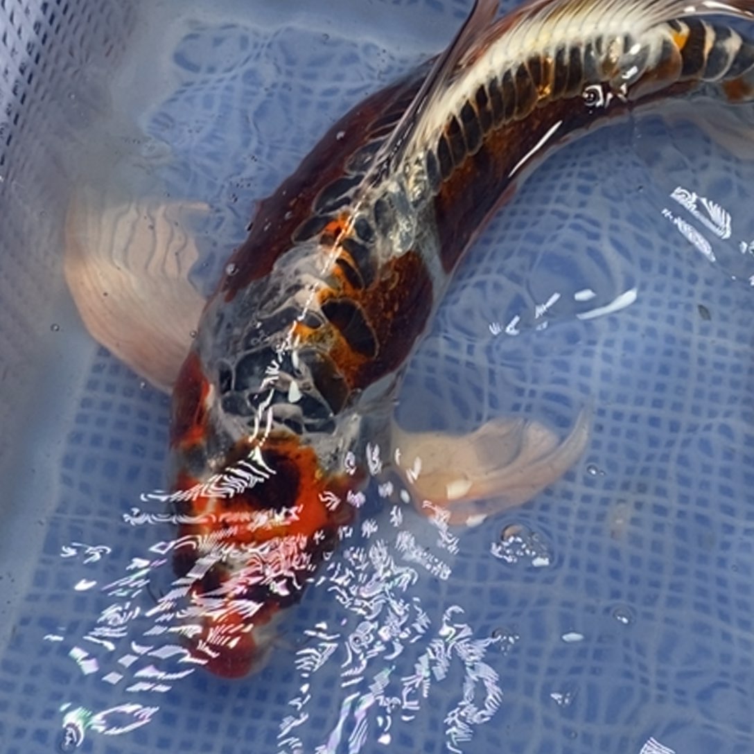 锦鲤锦鲤（无开箱视频不售后）