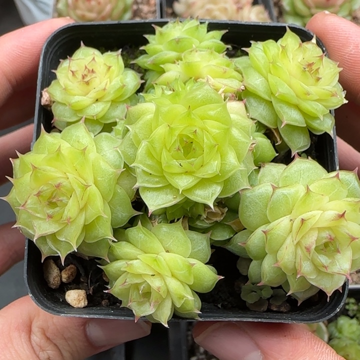 一物一拍情人麦秆群