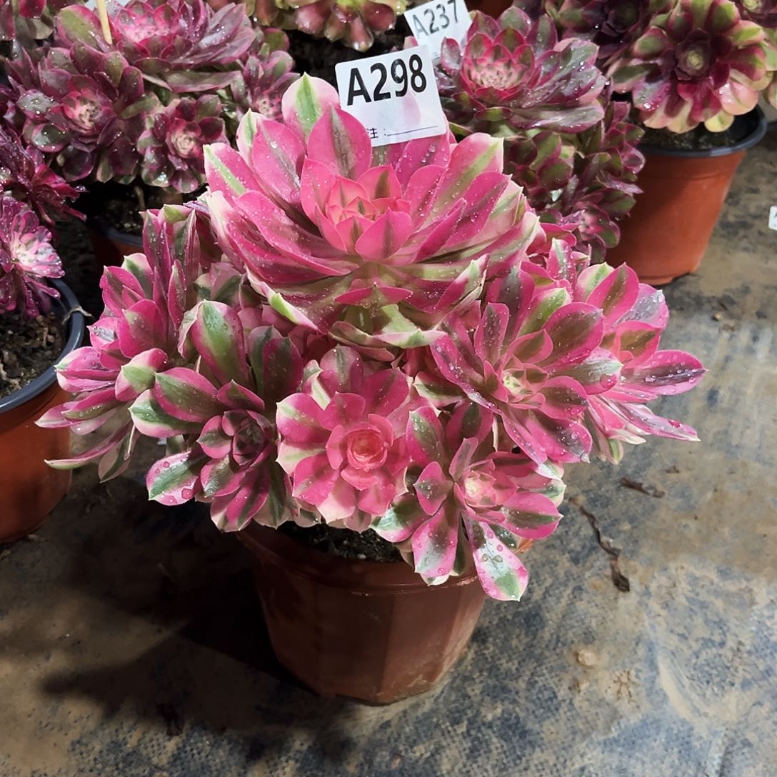 多肉植物粉女巫298多肉