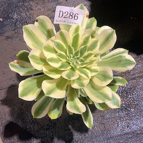 286辛尼亚多肉法师