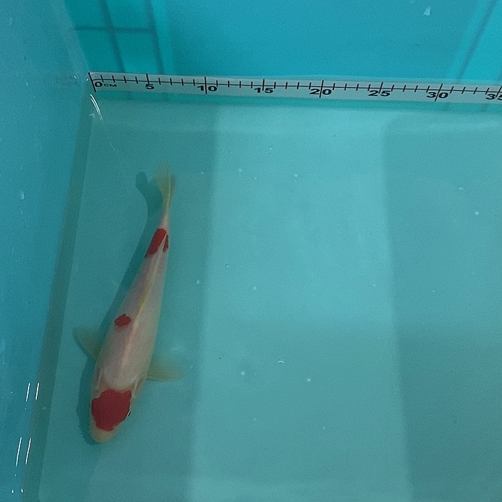 海水鱼淡水鱼锦鲤观赏鱼