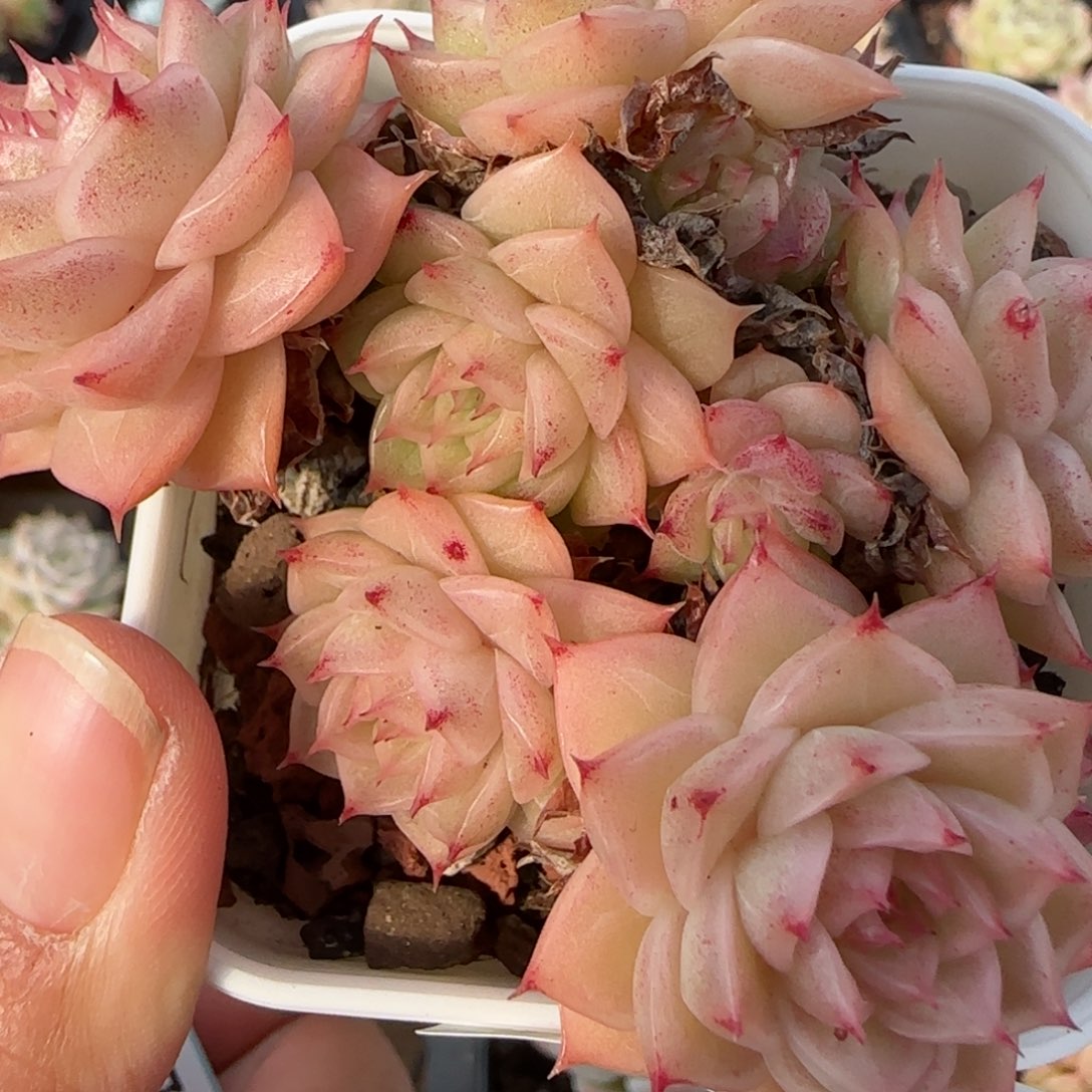 花语逸境0122-370