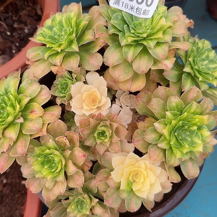 多肉法师五彩琉璃