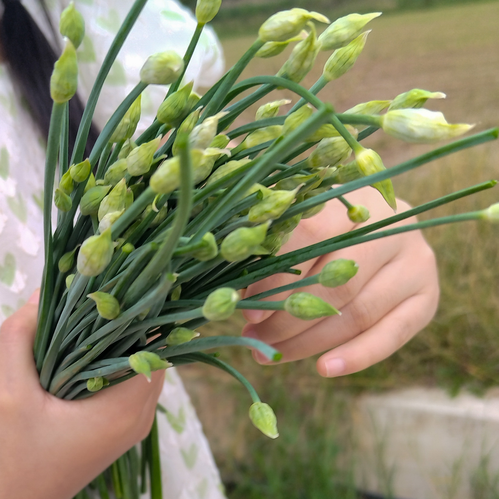 鲜季全自产 有机韭菜苔 300克 现采摘 顺丰空运