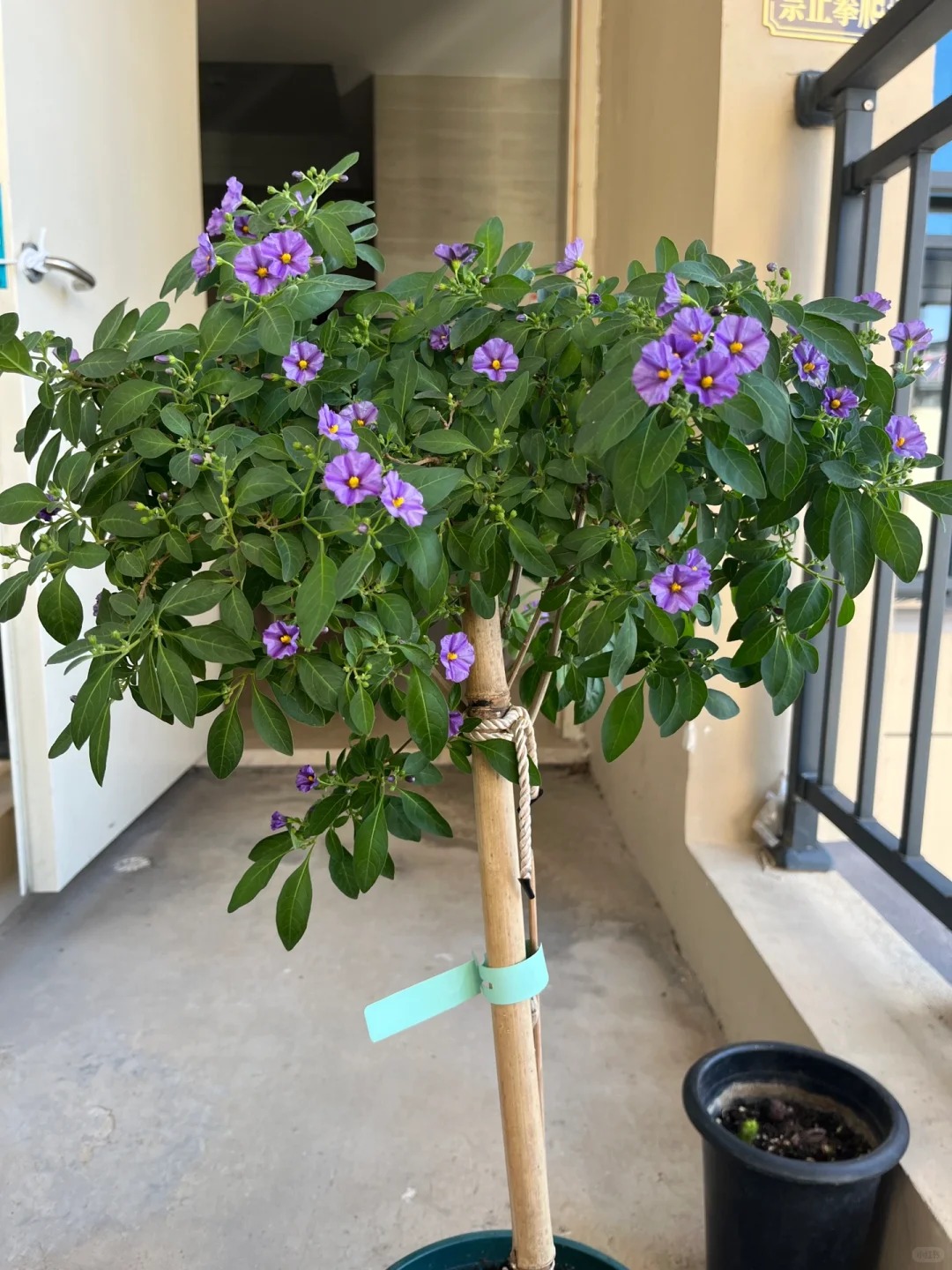 蓝茄花棒棒糖    【3加仑】适合四季种植可放庭院阳台