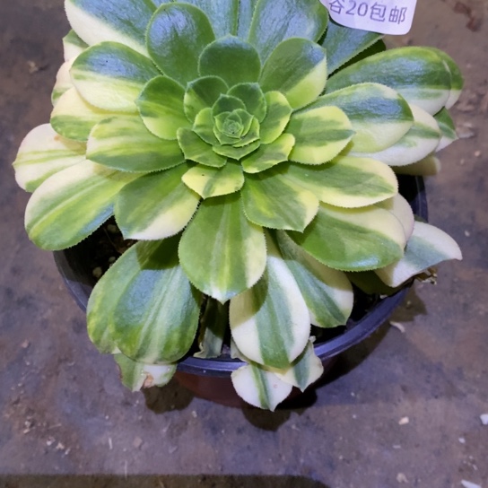 274五彩琉璃多肉植物