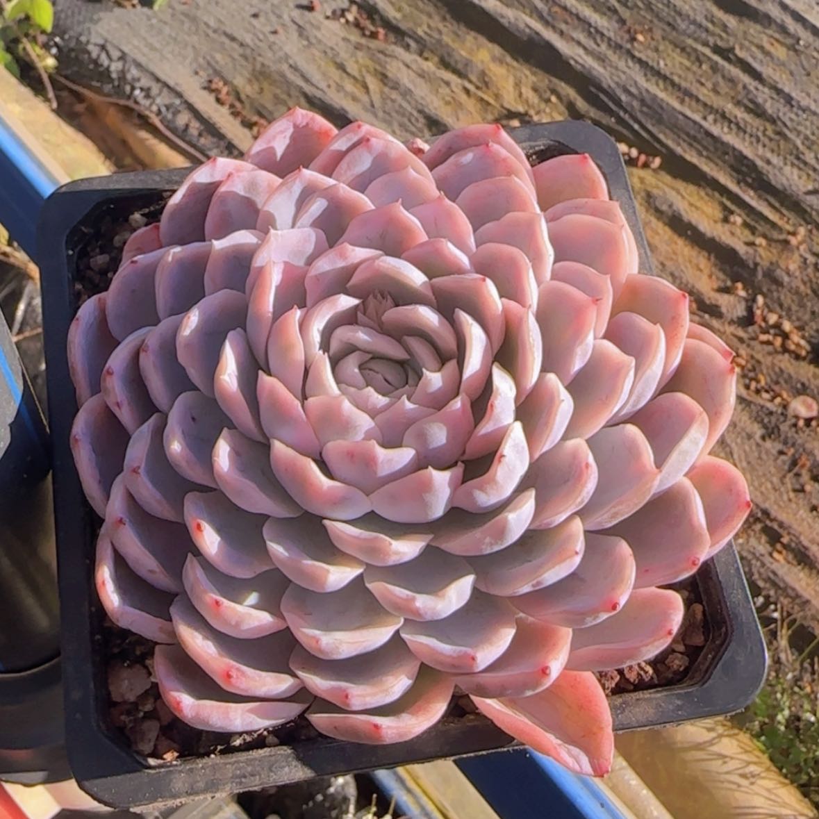 【闪购商品】雪球锦19.9