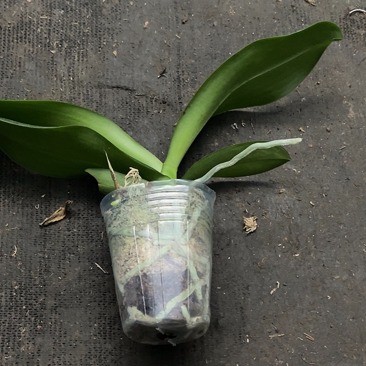 当前无花栽培后可以开花实生2.8