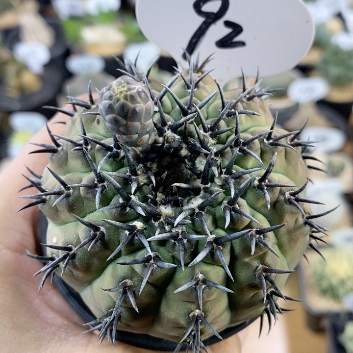 仙人球块根一物一拍 92号实生黑刺凤头7cm