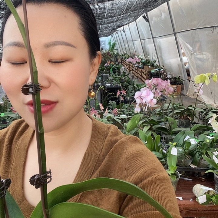 无花朵鲑鱼蝴蝶兰