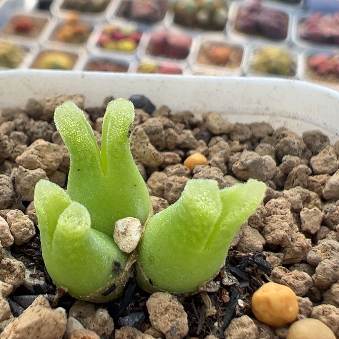 102多肉植物百科知识