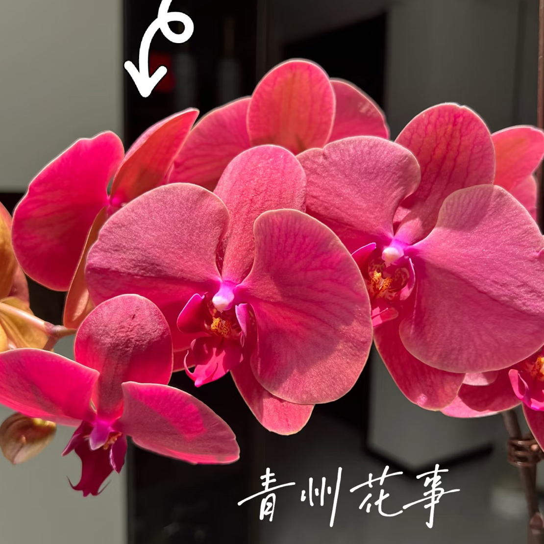 砂糖橘蝴蝶兰3.5成熟苗带花带花剑