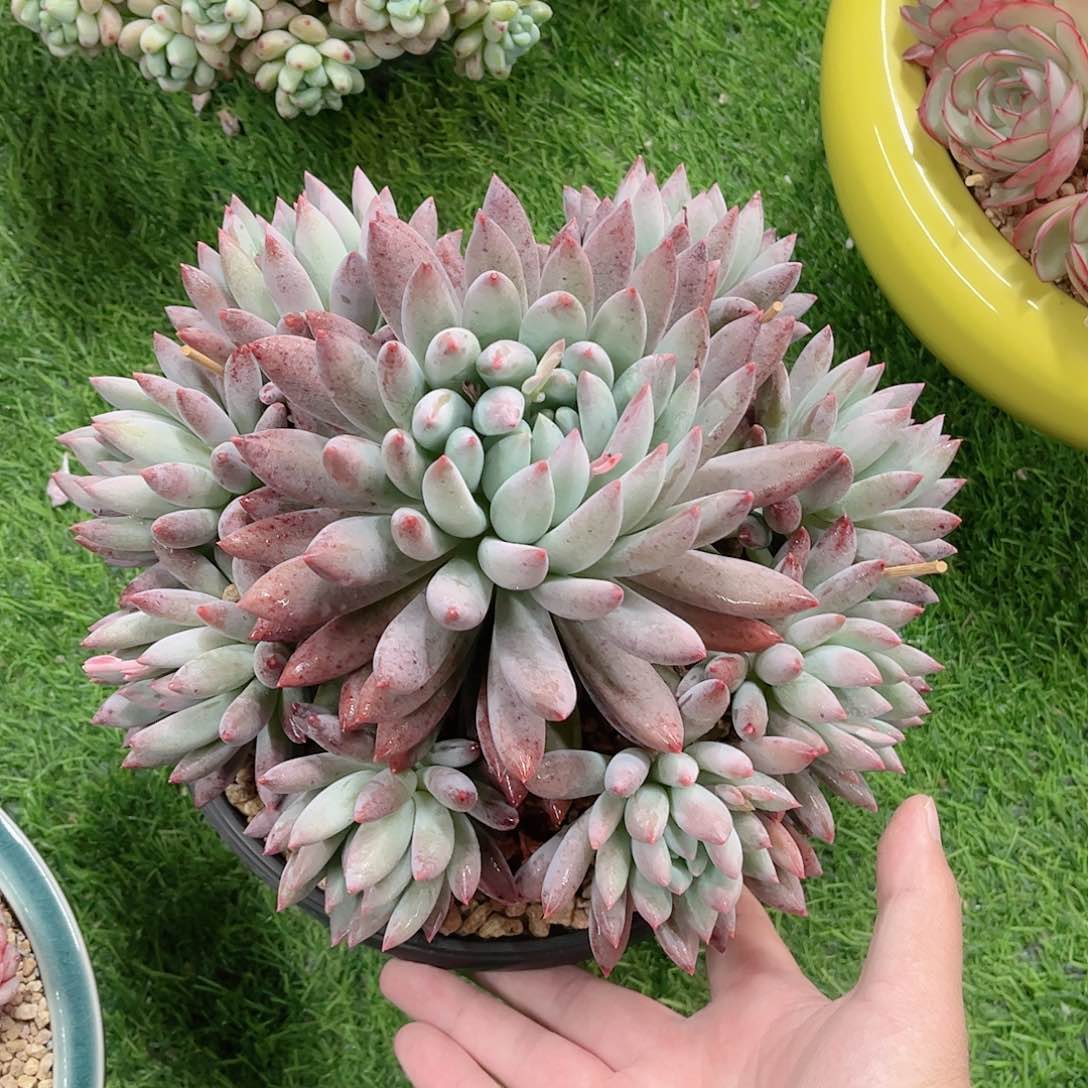 所罗门捧花精品多肉