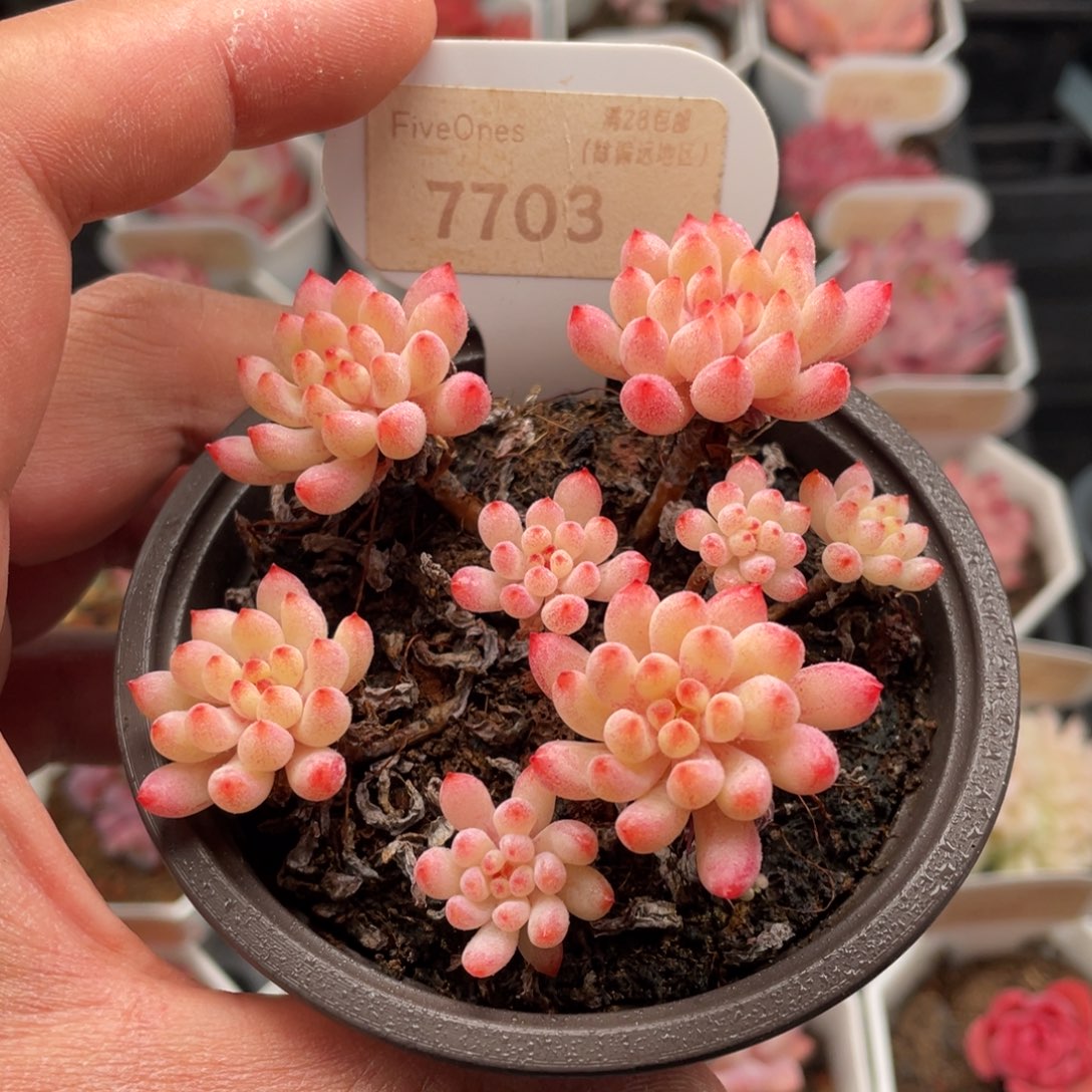 多肉烟--花7703-8.5厘米