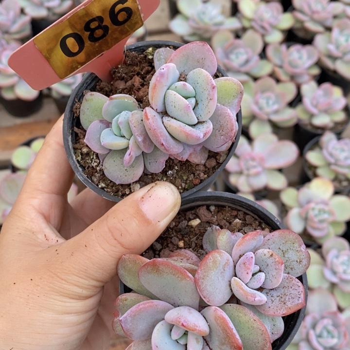 086号韩版奶茶两颗