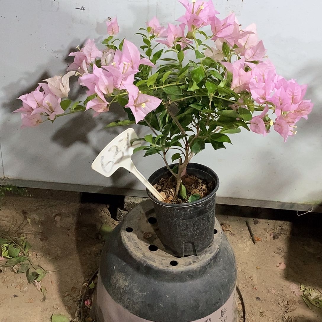 大部分开放少量花苞粉天使637