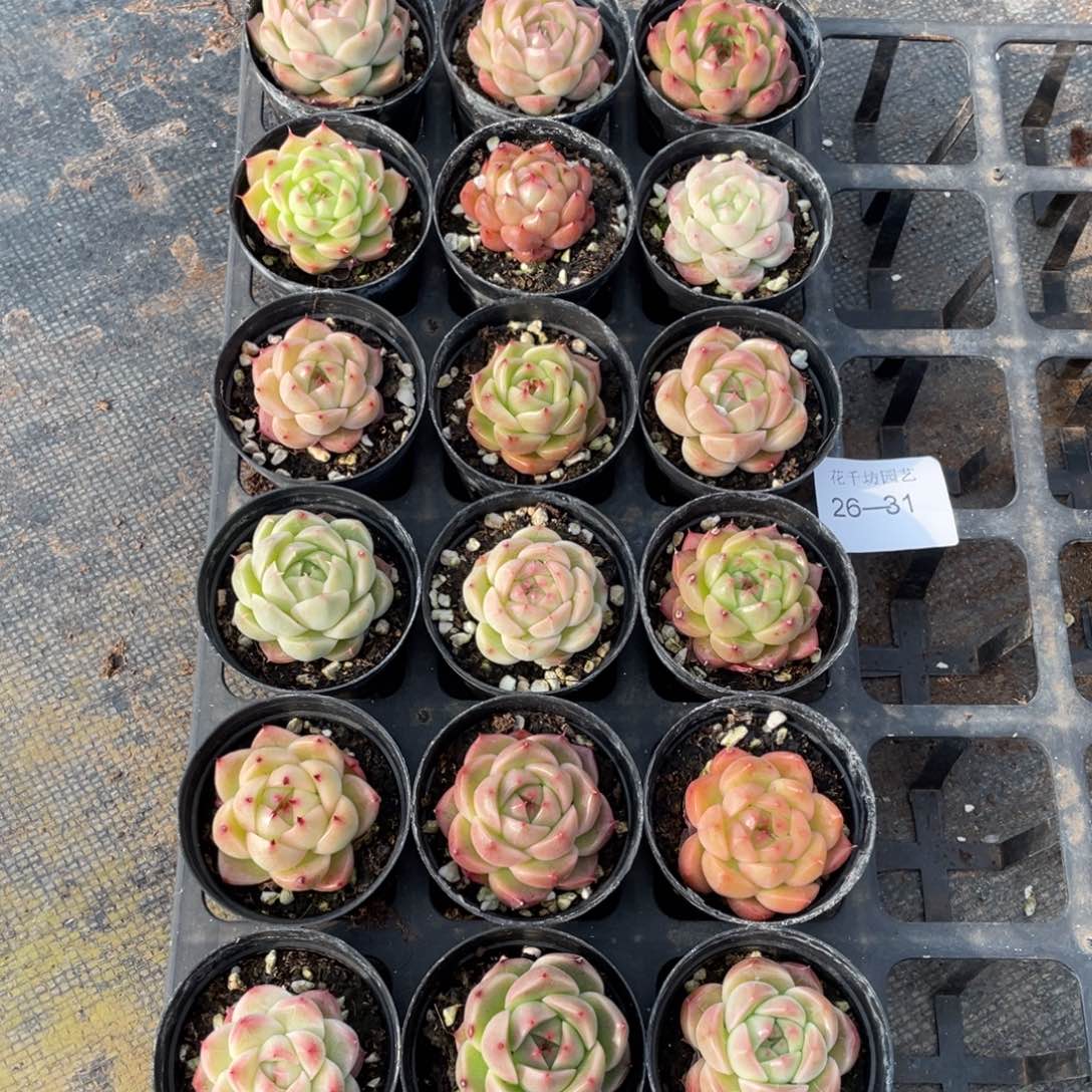 一物一拍18棵26-31