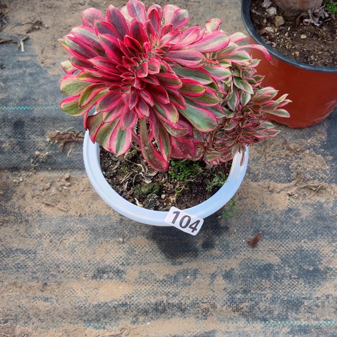 104香奈儿缀化多肉法师