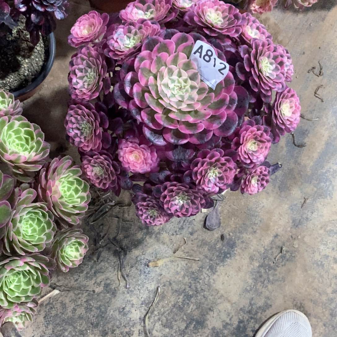 嫩桩红铜白812多肉法师植物