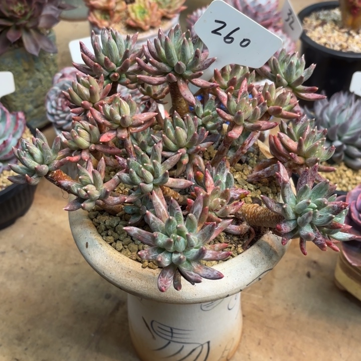 多肉植物，炫彩星260号