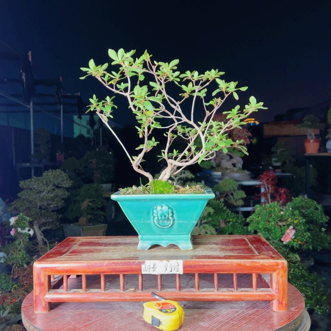 烟***风完全开放杜鹃花的诗