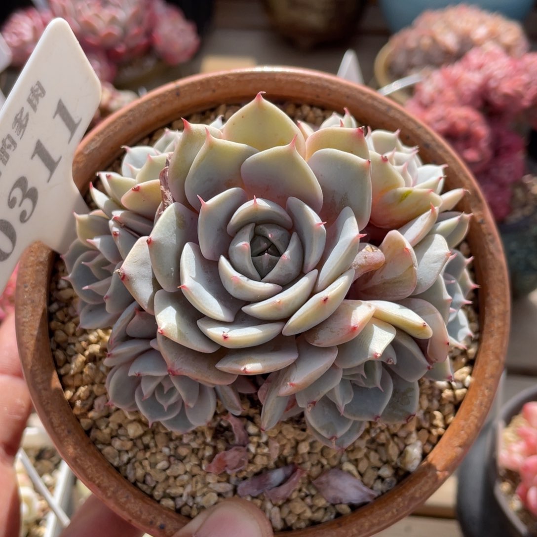 0311雪域蓝光不带盆10厘米