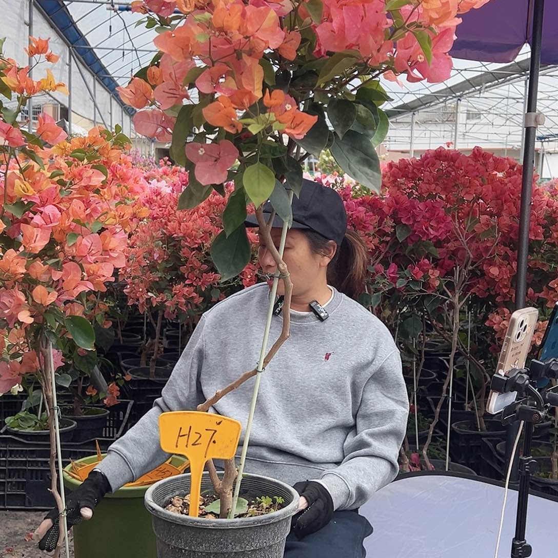 沐***古大部分花苞少量开放H27阿达纳