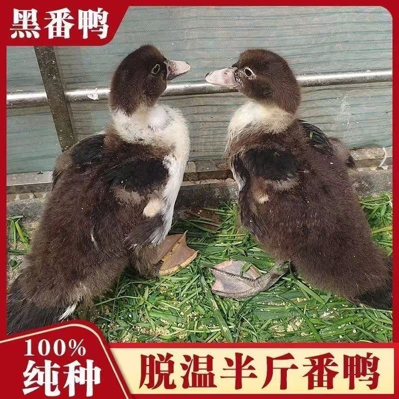 宠物鸭大种红头番鸭黑番鸭西洋鸭旱鸭豚鸭正宗番鸭出壳苗活体发货