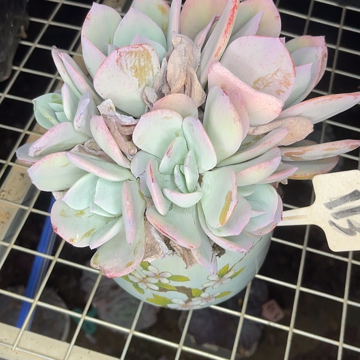 两单包邮，一物一拍113