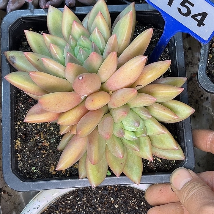 多肉植物米其林154