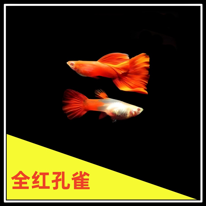 全红孔雀鱼小型热带观赏鱼好养耐活易繁殖闯缸练手必备